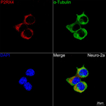 P2X4 Recombinant Rabbit Monoclonal Antibody (7V7P9)