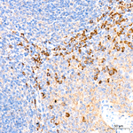 P2X4 Antibody in Immunohistochemistry (Paraffin) (IHC (P))