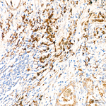 P2X4 Antibody in Immunohistochemistry (Paraffin) (IHC (P))