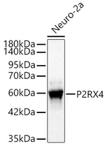 P2X4 Antibody in Western Blot (WB)