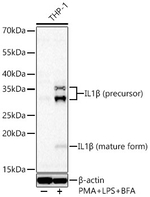 IL-1 beta Antibody in Western Blot (WB)