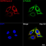 SDPR Recombinant Rabbit Monoclonal Antibody (2V5S2)