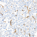 SDPR Antibody in Immunohistochemistry (Paraffin) (IHC (P))