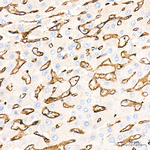 SDPR Antibody in Immunohistochemistry (Paraffin) (IHC (P))