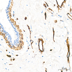 SDPR Antibody in Immunohistochemistry (Paraffin) (IHC (P))