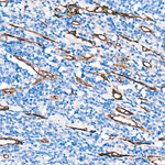 SDPR Antibody in Immunohistochemistry (Paraffin) (IHC (P))