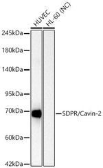 SDPR Antibody in Western Blot (WB)