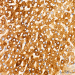 GLDC Antibody in Immunohistochemistry (Paraffin) (IHC (P))