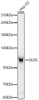 GLDC Antibody in Western Blot (WB)