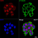YAP1 Antibody in Immunocytochemistry (ICC/IF)