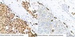 MiTF Recombinant Rabbit Monoclonal Antibody (6Y2J10)