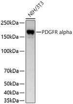 PDGFRA Recombinant Rabbit Monoclonal Antibody (1F4Y2)