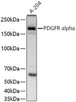 PDGFRA Antibody in Western Blot (WB)