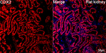 CHDH Recombinant Rabbit Monoclonal Antibody (3N5J9)