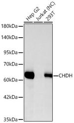 CHDH Antibody in Western Blot (WB)