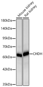 CHDH Antibody in Western Blot (WB)