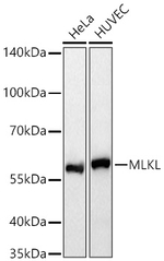MLKL Antibody in Western Blot (WB)