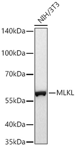 MLKL Antibody in Western Blot (WB)