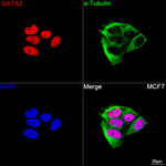 Gata-3 Antibody in Immunocytochemistry (ICC/IF)