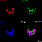 Gata-3 Recombinant Rabbit Monoclonal Antibody (4L4O10)