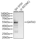 Gata-3 Antibody in Western Blot (WB)