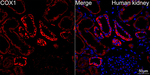 COX1 Antibody in Immunohistochemistry (Paraffin) (IHC (P))