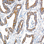 COX1 Antibody in Immunohistochemistry (Paraffin) (IHC (P))