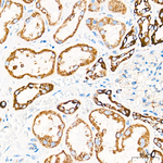 COX1 Antibody in Immunohistochemistry (Paraffin) (IHC (P))