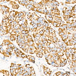 COX1 Antibody in Immunohistochemistry (Paraffin) (IHC (P))