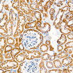 COX1 Antibody in Immunohistochemistry (Paraffin) (IHC (P))