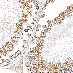 COX1 Antibody in Immunohistochemistry (Paraffin) (IHC (P))