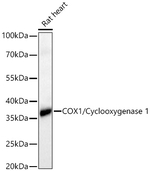 COX1 Antibody in Western Blot (WB)