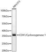 COX1 Antibody in Western Blot (WB)