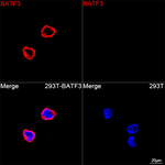 BATF3 Recombinant Rabbit Monoclonal Antibody (7X5U5)