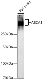ABCA1 Antibody in Western Blot (WB)