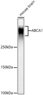 ABCA1 Antibody in Western Blot (WB)