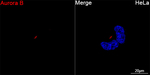 Aurora B Antibody in Immunocytochemistry (ICC/IF)