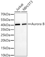 Aurora B Antibody in Western Blot (WB)