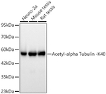 alpha Tubulin Antibody in Western Blot (WB)