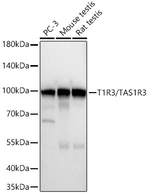 TAS1R3 Antibody in Western Blot (WB)