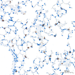 SFTPC Antibody in Immunohistochemistry (Paraffin) (IHC (P))