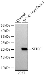 SFTPC Antibody in Western Blot (WB)