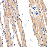 AMPK alpha-1,2 Antibody in Immunohistochemistry (Paraffin) (IHC (P))