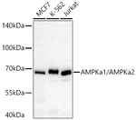 AMPK alpha-1,2 Antibody in Western Blot (WB)