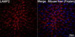 LAMP2 Antibody in Immunohistochemistry (Frozen) (IHC (F))