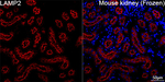 LAMP2 Antibody in Immunohistochemistry (Frozen) (IHC (F))