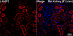 LAMP2 Antibody in Immunohistochemistry (Frozen) (IHC (F))