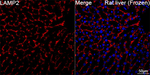 LAMP2 Antibody in Immunohistochemistry (Frozen) (IHC (F))