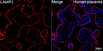 LAMP2 Antibody in Immunohistochemistry (Paraffin) (IHC (P))