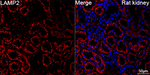 LAMP2 Antibody in Immunohistochemistry (Paraffin) (IHC (P))